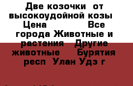 Две козочки  от высокоудойной козы › Цена ­ 20 000 - Все города Животные и растения » Другие животные   . Бурятия респ.,Улан-Удэ г.